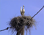 images/2010/bratia_krestny_hod/