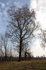 images/2010/krest_hod_bratstvo_chehovschina/