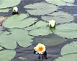 images/2010/vodnyj_krestnyj_hod_v_bobrujskoj_eparhii/