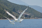 images/2013/Athos_Dohiar_2013/