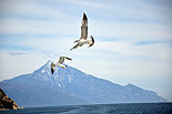 images/2013/dohiar_athos/