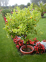 images/2013/lebenshilfe_waren_garten_werkstatt/