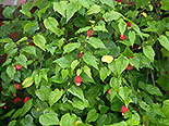 images/2013/lebenshilfe_waren_garten_werkstatt/