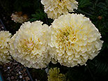 images/2013/lebenshilfe_waren_garten_werkstatt/