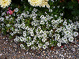 images/2013/lebenshilfe_waren_garten_werkstatt/