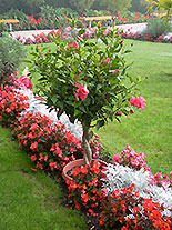 images/2013/lebenshilfe_waren_garten_werkstatt/