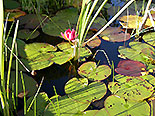 images/2013/lebenshilfe_waren_garten_werkstatt/