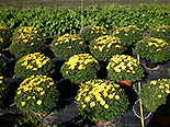 images/2013/lebenshilfe_waren_garten_werkstatt/