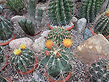 images/2013/lebenshilfe_waren_garten_werkstatt/