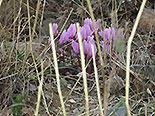 images/2013/ljudi_s_osobennostiami_iz_minska_v_grecii/