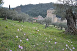 images/2013/monaster_hilandar_athos_spring/