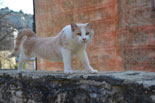 images/2013/monaster_hilandar_athos_spring/