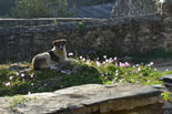 images/2013/monaster_hilandar_athos_spring/