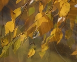 images/2014/Prazdnovanie_Pokrova_Presvyatoy_Bogoroditsi_v_Minske_vozglavil3564793.jpg