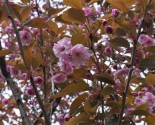 images/2015/Sakura/