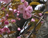 images/2015/Sakura/