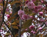 images/2015/Sakura/