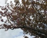 images/2015/Sakura/