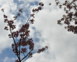 images/2015/Sakura/