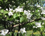 images/2018/V_Minske_na_Prititskogo_zatsvela_sakura/