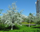 images/2018/V_Minske_na_Prititskogo_zatsvela_sakura/