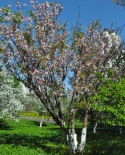 images/2018/V_Minske_na_Prititskogo_zatsvela_sakura/