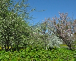 images/2018/V_Minske_na_Prititskogo_zatsvela_sakura/