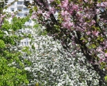 images/2018/V_Minske_na_Prititskogo_zatsvela_sakura/