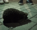 images/2019/Ostavit_vse_svoi_dela_i_posvyatit_odin_den_Bogu_Iz_Mogilyova_proshel3525941.jpg