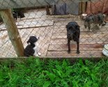 images/2020/Bratchiki_iz_Nesviga4458591.jpg