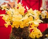 images/2022/Palomniki_ukrasili_k_Pashe_mesto_upokoeniya_blagennoy_Valentini3113631.jpg