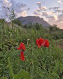 images/2025/Palomnichestvo/